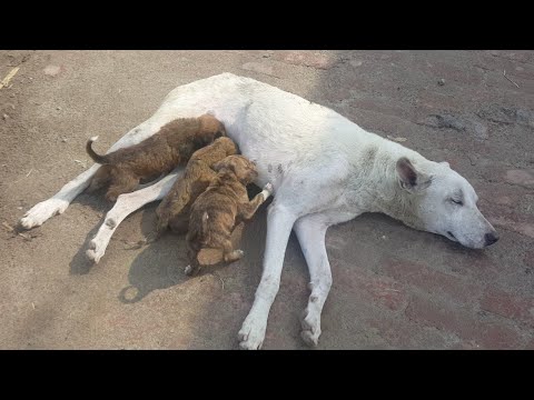 Dog Mom With Broken Heart Waits For Her Owner Come Back/Rescued Homeless Mom By BeautyTips & Recipes