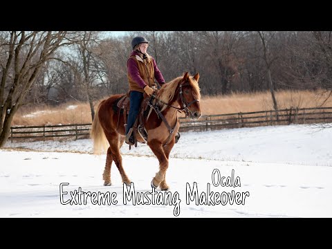 Weeks 5 & 6 | Ocala Extreme Mustang Makeover