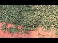 Ziziphus Spina Christi Dried Leaves Processing