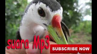 Download lagu suara ruak ruak Mp3 yg sering saya gunakan buat mikat mp3