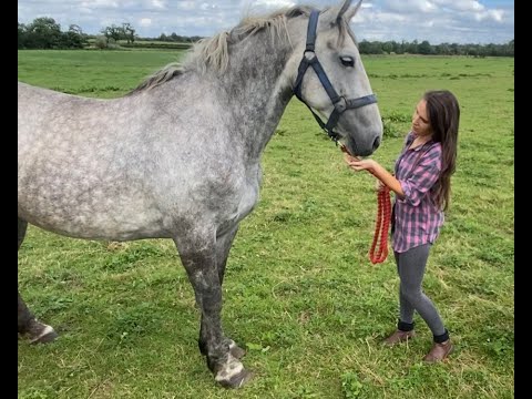 7yo Irish Draught x ISH Mare (2018) - Image 2