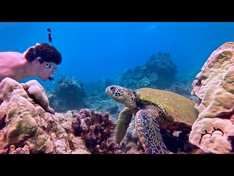 Snorkeling with Sea Turtles in Maui Hawaii Gopro