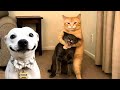 FUNNIEST CATS AND DOGS 2026 10 Hours Of HILARIOUS Animals 2026