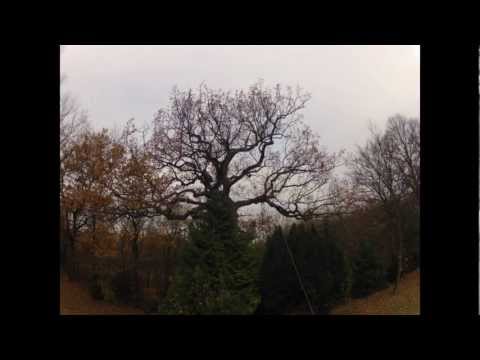 Astrein-Baumpflege - Totholzbeseitigung aus einer Eiche in Seilklettertechnik