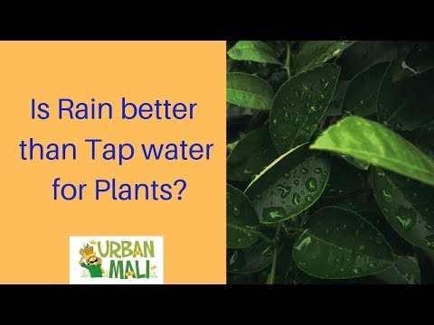 download lagu mp3 mp4 Why Do Plants Look Greener After Rain, download lagu Why Do Plants Look Greener After Rain gratis, unduh video klip Why Do Plants Look Greener After Rain