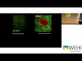 Wood W (2026): Detecting Death and Damage; Undesratdning macrophage migration in vivo DEFAULT Thumbnail