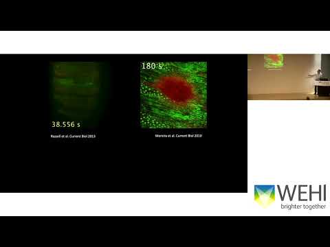 Wood W (2026): Detecting Death and Damage; Undesratdning macrophage migration in vivo