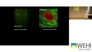 Wood W (2026): Detecting Death and Damage; Undesratdning macrophage migration in vivo MQDEFAULT Thumbnail