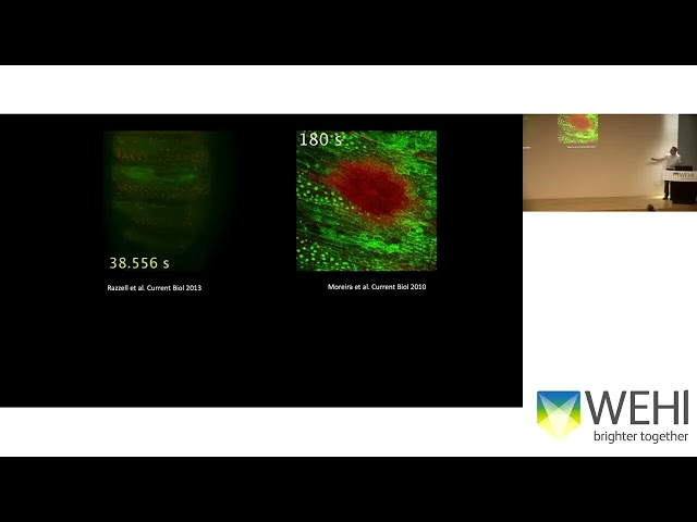 Wood W (2026): Detecting Death and Damage; Undesratdning macrophage migration in vivo SDDEFAULT Thumbnail