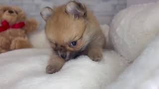 ハーフ犬の動画01