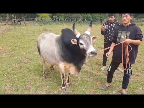 2 khub nyuam  nyuj ej sib nraus zoo saib nb 29/10/2023 🔥