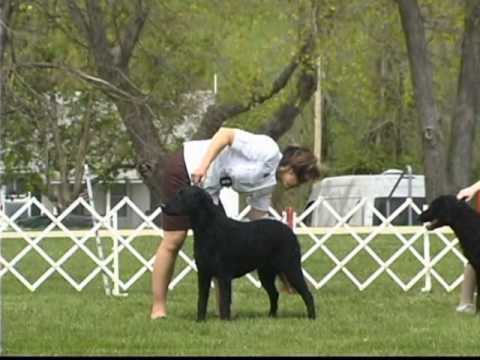 Be Be Wins 2009 National Specialty Winners Bitch Ribbon