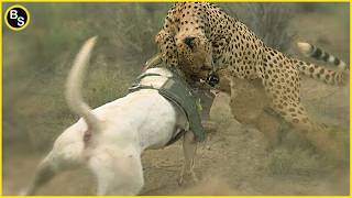 Download lagu Dog's Unbelievable Escape from Deadly Leopard and Jaguar Encounter! mp3