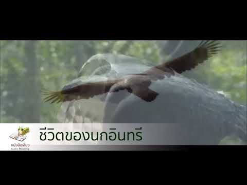 อาการการรักษาความอ่อนแอ ยาแรงสมุนไพร
