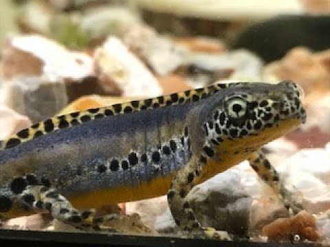 Tritons et Salamandres.