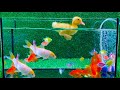 Baby Duck Duckling Goldfish Koi Carp Fish Cute Baby Animals Videos