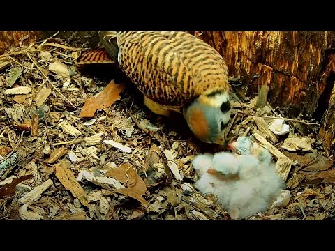 Fifth And Final Chick Hatches At American Kestrel Nest In Wisconsin! – May 16, 2025