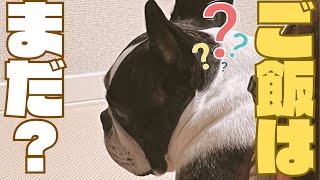 横目で訴えてくる愛犬👀