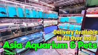 Huge Fish Stock at Asia Aquarium and Pets I Delivery Available All Over India