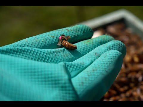 I Had To KILL A Queen Bee – Failing Queen And Supersedure Caught In The ACT