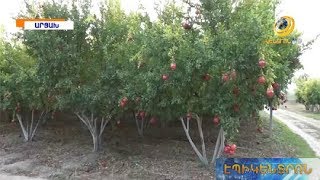 Արցախում նախատեսում են գյուղատնտեսական աշխատանքներն աննախադեպ ծավալների հասցնել