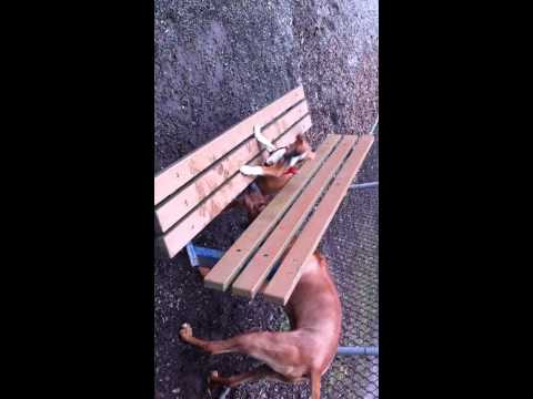 BLITZ'S GLADIATOR MOMENTS!!!