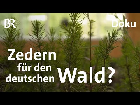 Wald & Klima: Neue Baumarten für den Forst | Zwischen Spessart und Karwendel | BR | Doku