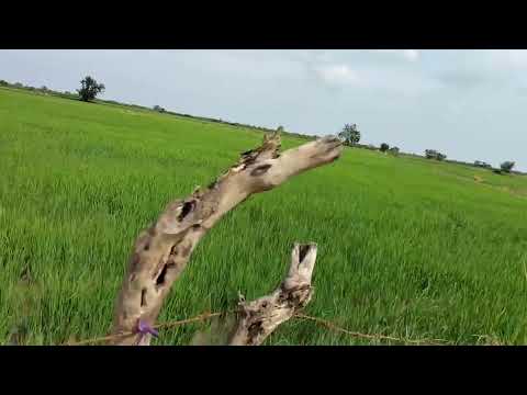 Riding a motorbike to see the rice fields in Neang Heur, Baray commune
