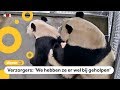 Panda's in Rhenen hebben gepaard