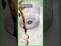 Feathered Haven: DIY Bird Cage Creation with Fan Covers, Wire Mesh, and Wire! #short #diy #diycrafts