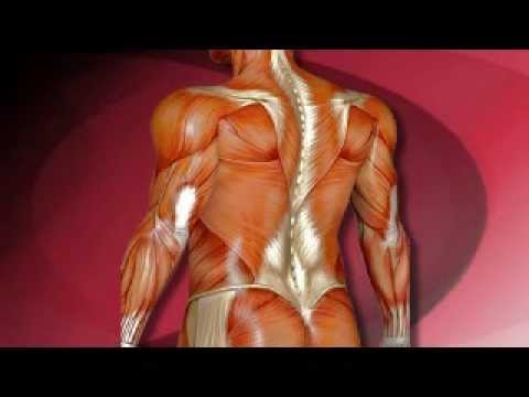 Back Safety for Healthcare