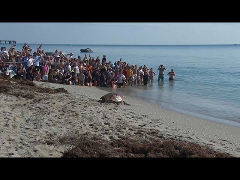 Video Thumbnail: WATCH: 'Pennywise' the sea turtle released back into Atlantic