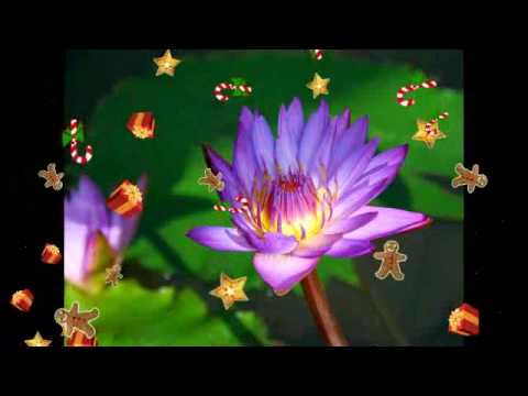 Excellos Five - Chaliapinata