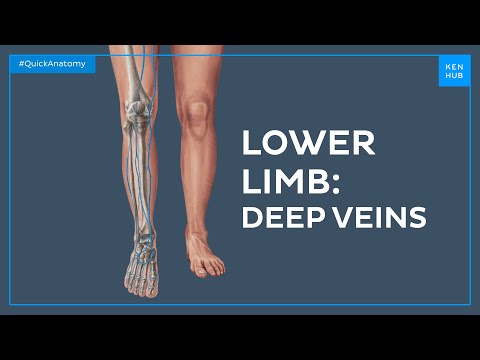 Deep veins of the lower limb - Quick Anatomy | Kenhub