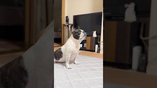 ママに出かけてほしくないフレブル