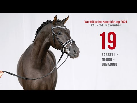 Westfälische Hauptkörung Reitpferdehengste: Kat-Nr.19 Farrell - Negro - Dimaggio