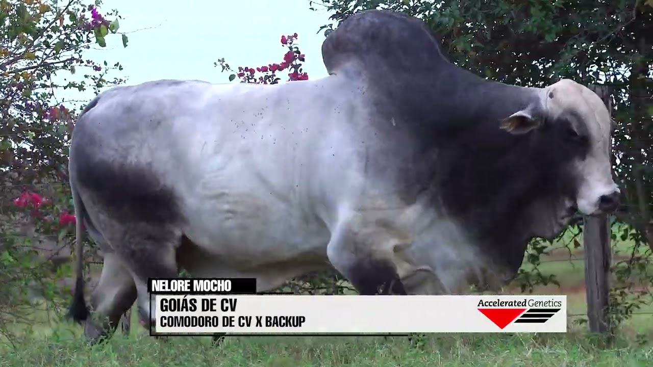 Vídeo GOIÁS DE CV