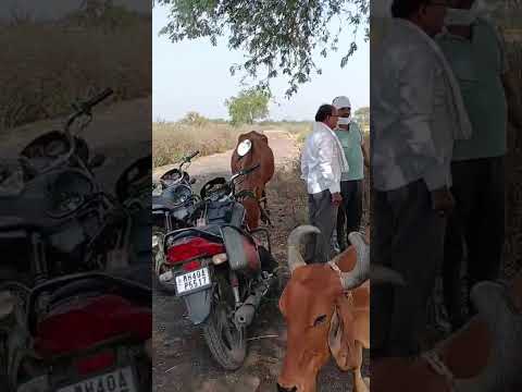  11 Acre Agricultural/Farm Land for Sale in Parseoni, Nagpur