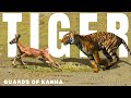 TIGER GUARDS OF KANHA E3 Animal Planet In Hindi