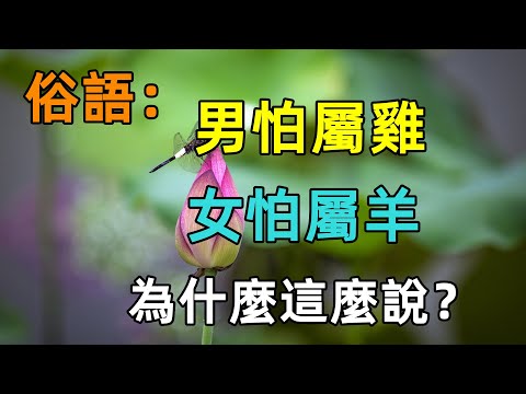 雞男羊女