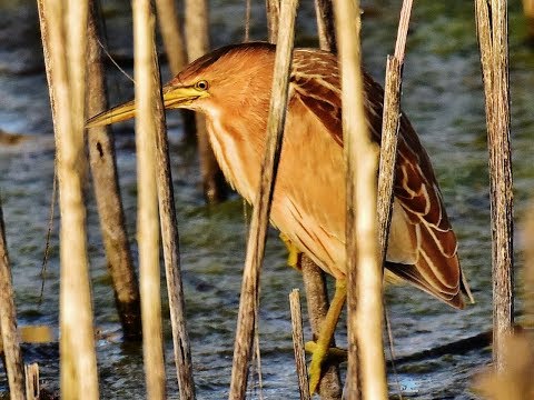 Bukačik malý (Ixobrychus minutus) — Little Bittern videodokument Cyprus