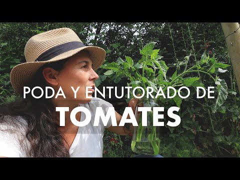 , title : 'Tomates! Si no hago esto me salen mal 😱  |  Poda, Manejo y Entutorado 🍅☀️ #CultivodeTomate'