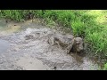 The Muddiest Muddy Dirty Dog Ever As Seen On TV The Naughty Sable Cocker Spaniel Errol