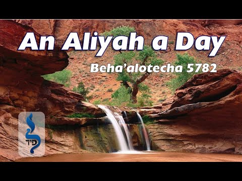 Beha'alotecha | Aliyah 1 & 2 | Our Spiritual Menorah