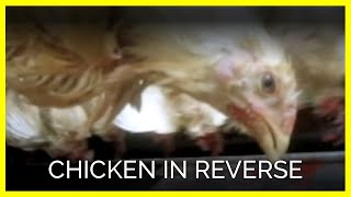 Chicken in Reverse