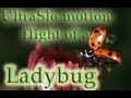 Slow Motion Ladybug spreads its wings and flies away