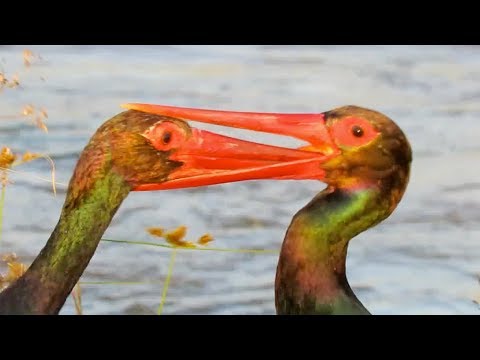 Squabbling Storks Find Their Beaks Intractably Linked Together