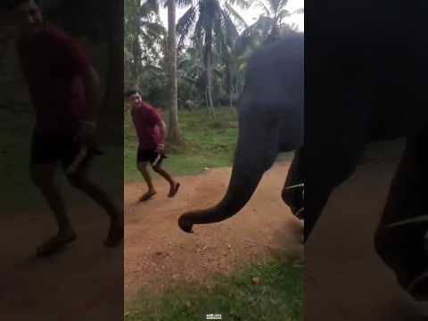 ඒ දෙන්නා සෙල්ලම් කරන අපූරුව😍