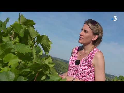 Page été, une échappée dans le Jura, un terre viticole - 1/4