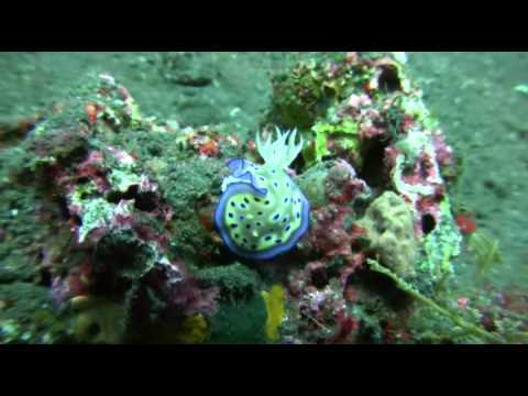 Schnecken, Bali/Tulamben,Indonesien